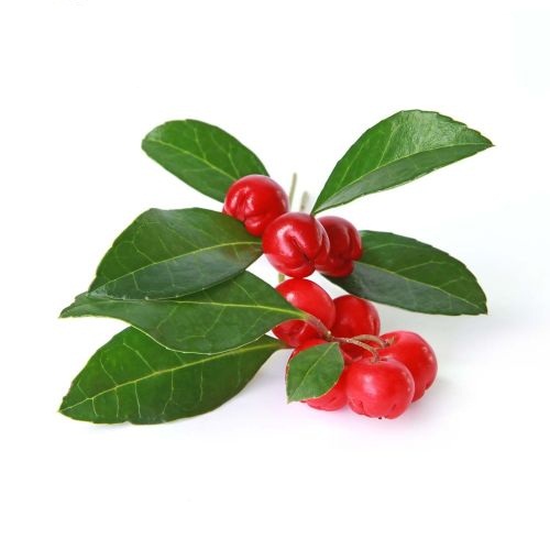 TINH DẦU LỘC ĐỀ XANH