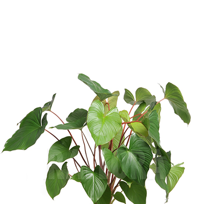 TINH DẦU THIÊN NIÊN KIỆN