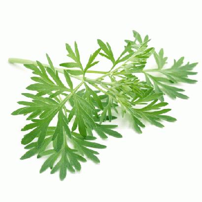 TINH DẦU NGẢI CỨU
