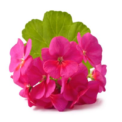 TINH DẦU PHONG LỮ