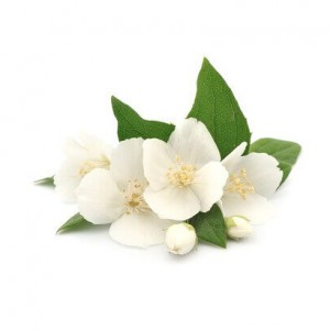 NƯỚC HOA NHÀI