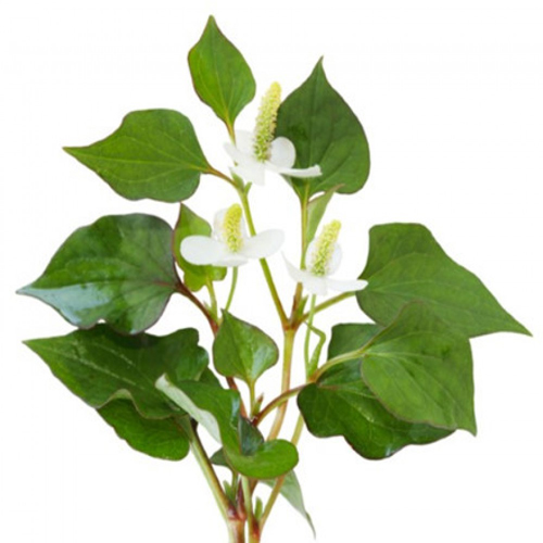 Tinh dầu Diếp Cá