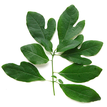 TINH DẦU XÁ XỊ