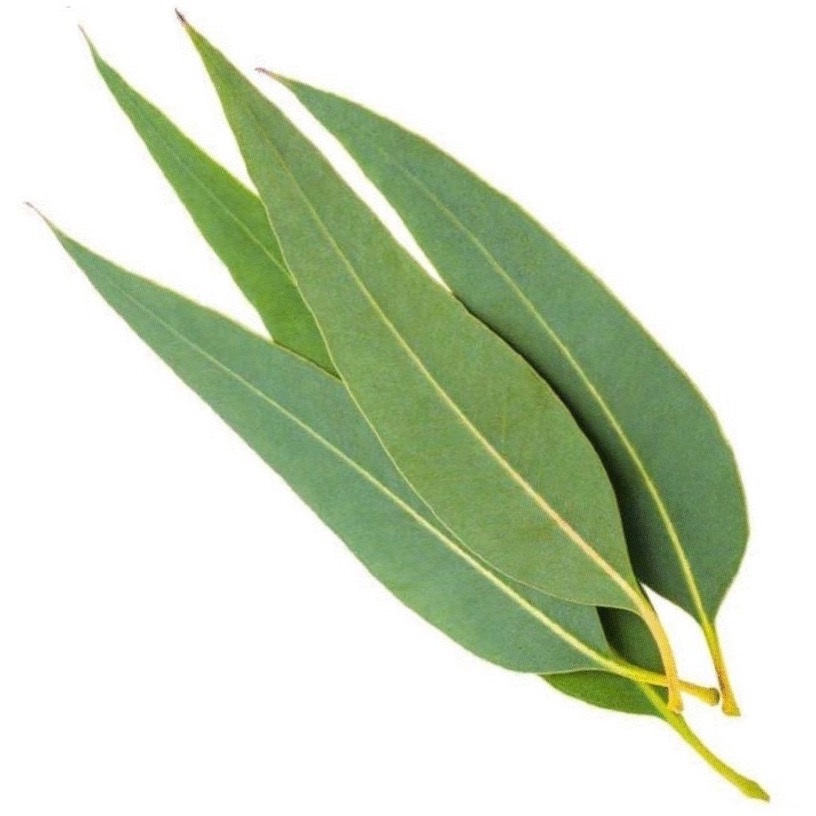 Tinh dầu Eucalytus 99%